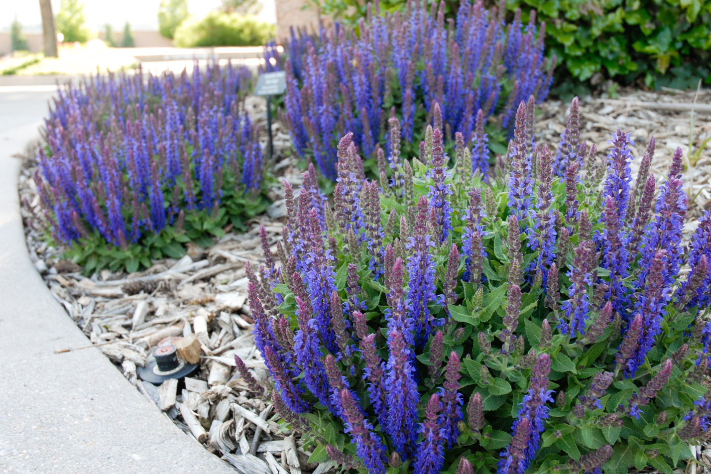 Sensation Deep Blue Sage
